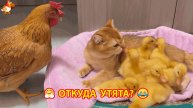 Курица удивилась Утятам в лежаночке няни Кошки ❣️🤗😂
