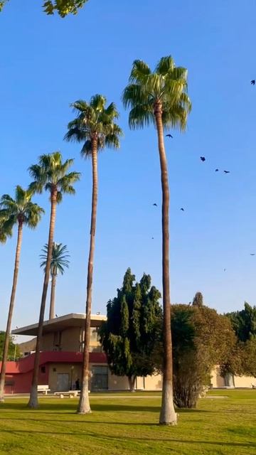 The Birds Chirping  in a Giant Palm Trees  #shorts