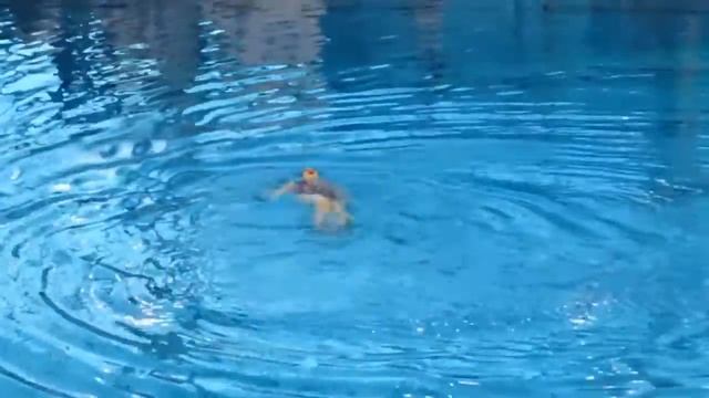 Memorijal „Maja Kos 2017" KSUP Vračar  juniori   solo
