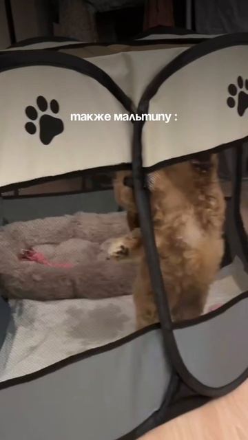 ожидание/реальность когда завела мальтипу #мальтипу #собаки