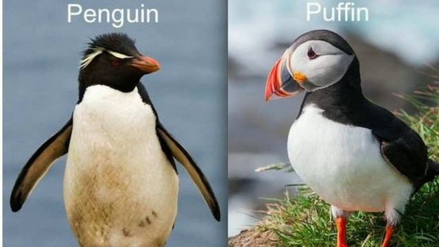 10 Interesting facts about penguins | Life of penguins | Penguin activity | Tamil | BioWorld | BW