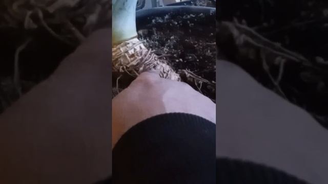 Неудачное укоренение верхушек ананасов в воде.