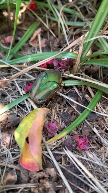 Rose Chafer Scarab