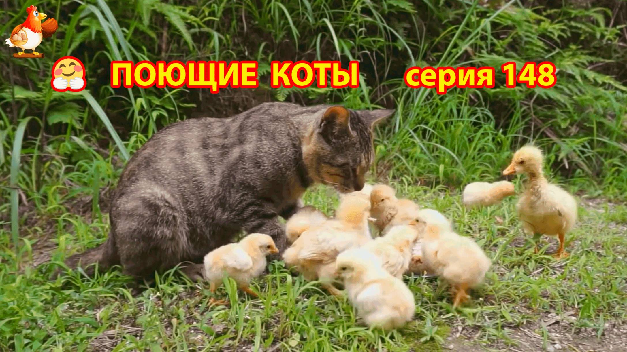 Крутые коты у птичьего двора серия (148) 🐈🐈😹 Природа Абхазии и подворье с птицами и животными ❣