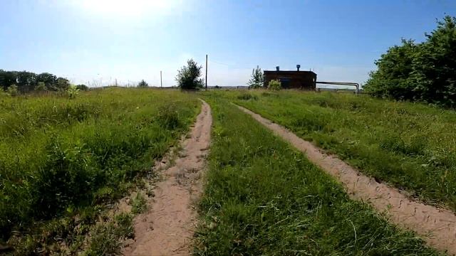 Фацелія квітне і бджоли мед збирають. Phacelia blooms and bees collect honey.