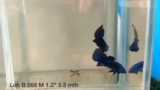 (LOH-068) Blue Alien Male Betta