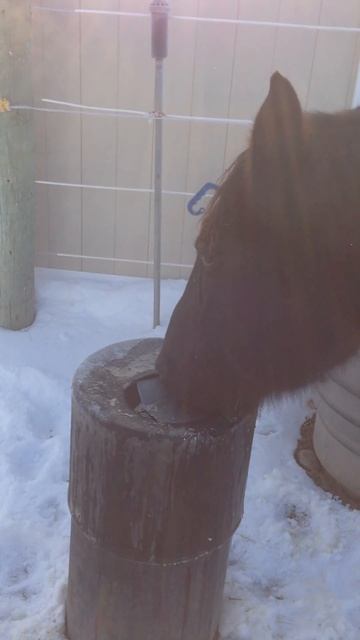 Horse drinking fountain