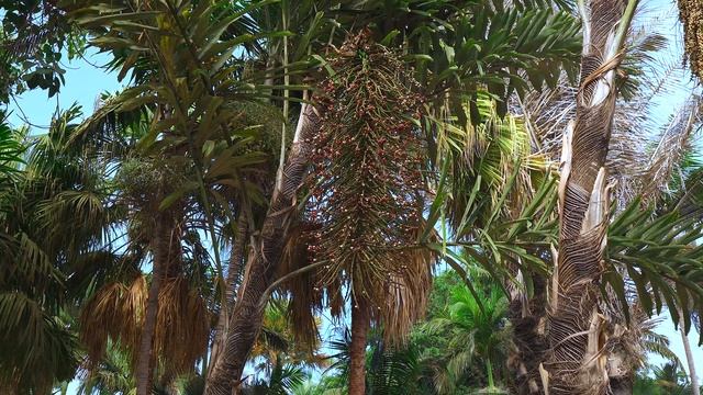 Palmetum of Santa Cruz de Tenerife   -  Canary Islands   -  Spain  8K