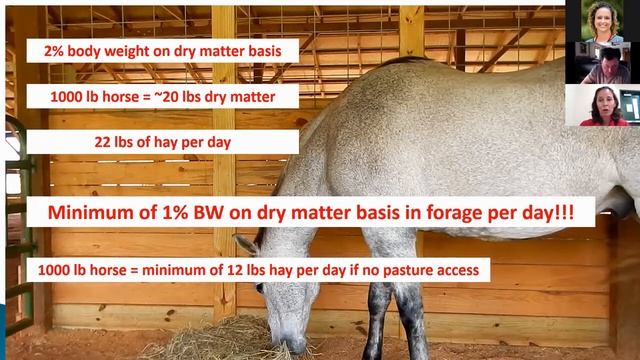 Forage Quality and Management in Equine Diets