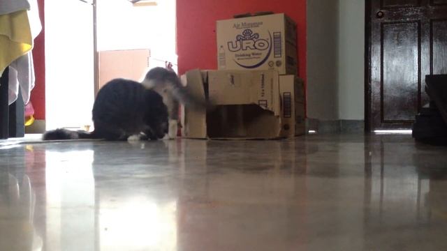 Domestic Long Hair Kitten Owner's Pet - 3 Months, Dhany fr..