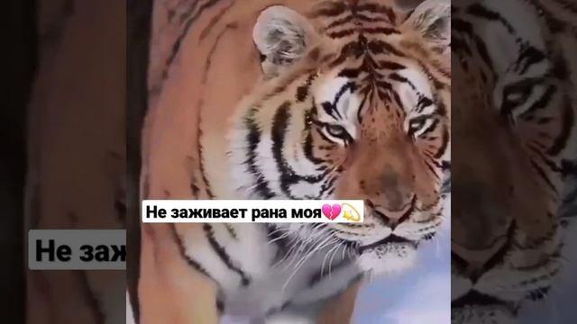 Mari-X Рана3