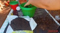 Plantă de Aloe Vera - îngrijirea + replantarea ( Cum scoatem pui de la Aloe Vera și cum ii plantăm)