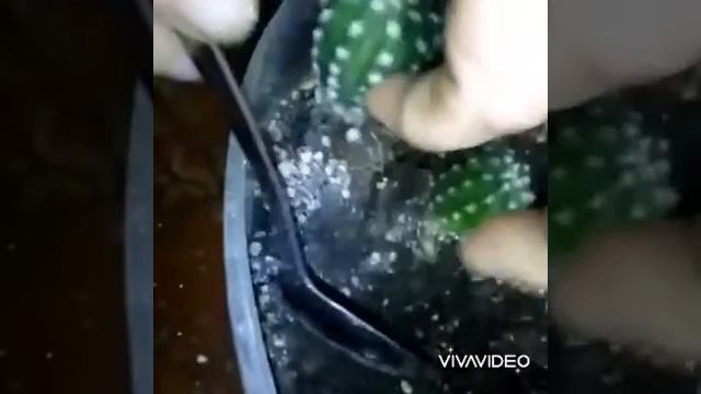 Kaktusun coxaldilmasi🌵🌵