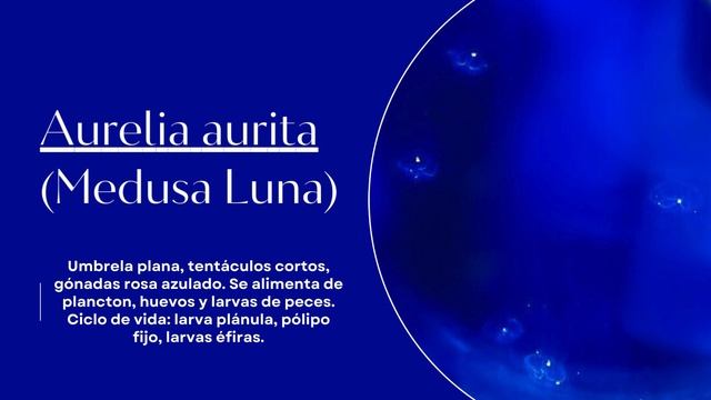 Animales Invertebrados - Equipo Medusa Luna