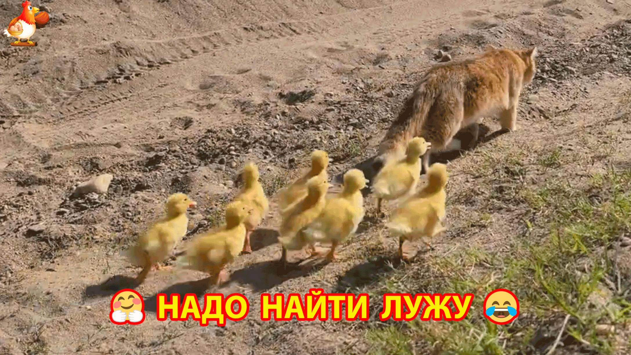Кошка с Утятами поспали и гулять – лужу икать ❣️🤗😂