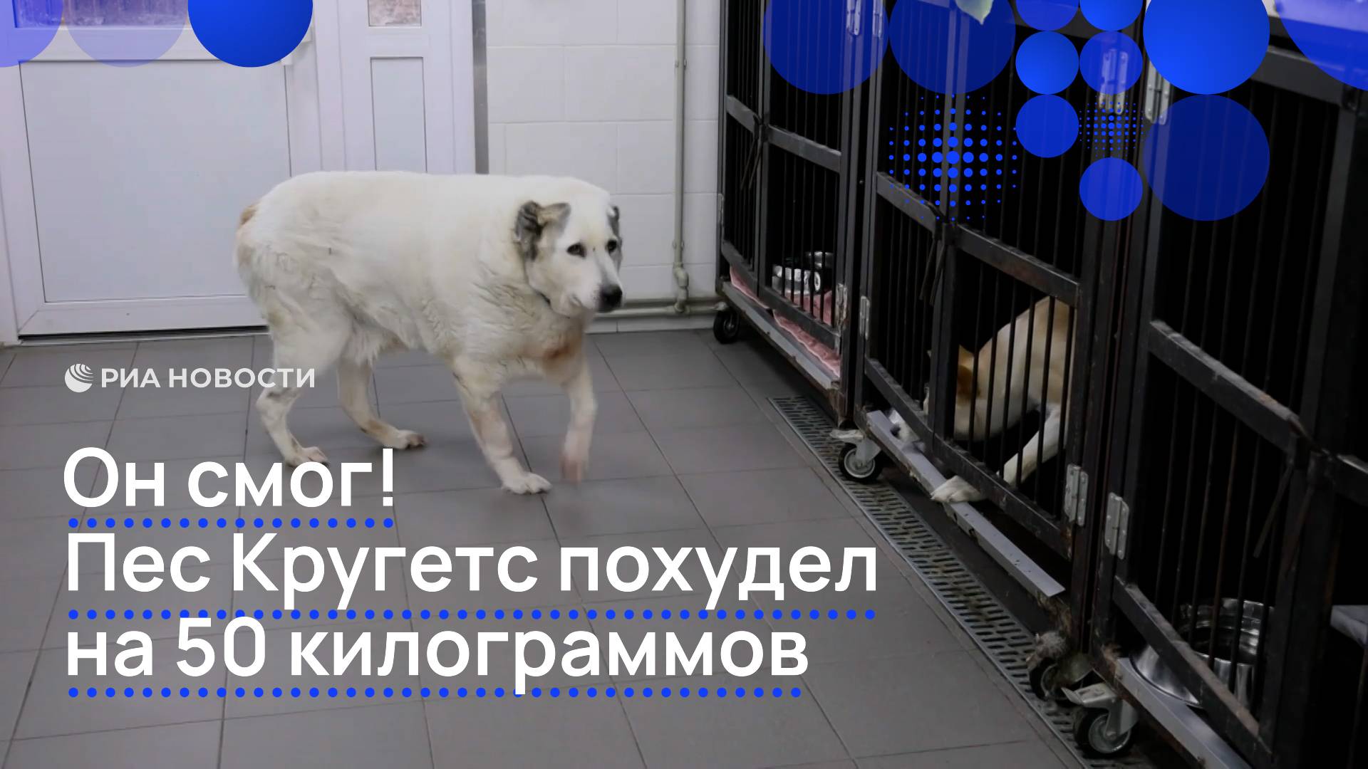 Он смог! Пес Кругетс похудел на 50 килограммов