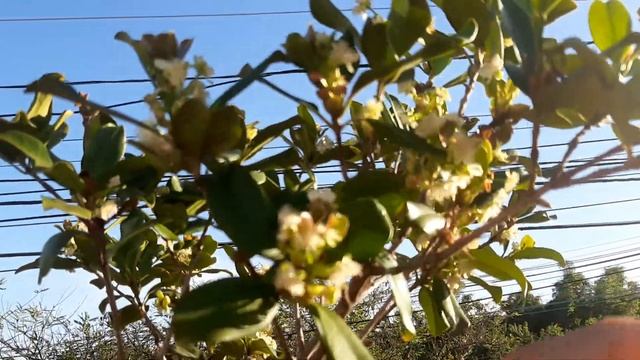 SUPER FLORAÇÃO DA GRUMIXAMA AMARELA EM VASO DE 50L