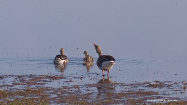 The Art of Flight: Birds in Slow Motion.