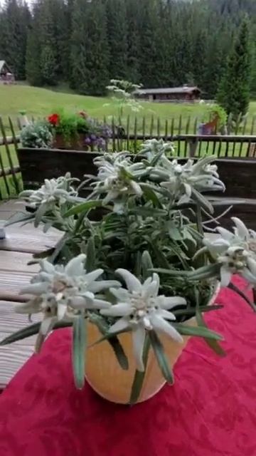 Как прекрасен этот мир.Альпийский эдельвейс.