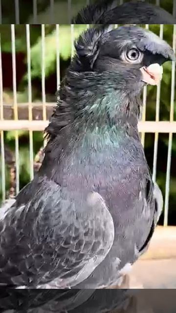 Узбекская двухчубая