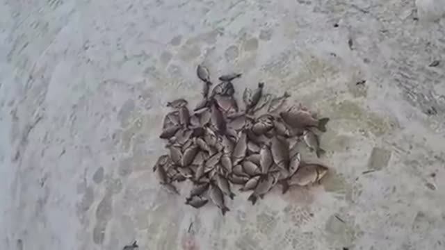 ЭТО ПРОСТО ШАНДЕЦ!!! РЫБЫ СТОЛЬКО ЧТО ЕЛЕ ПОДНЯЛ ПАУК!!!