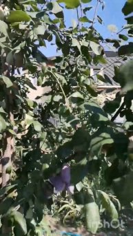 Слива Венгерка Корнеевская. #сад #слива #дача