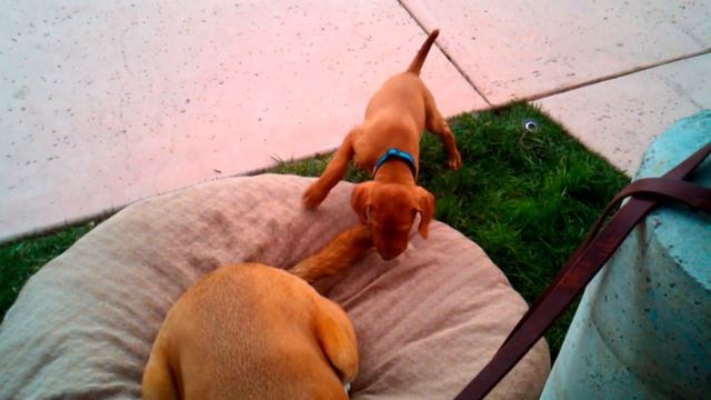 Hunter attacks Dash's tail.mpg