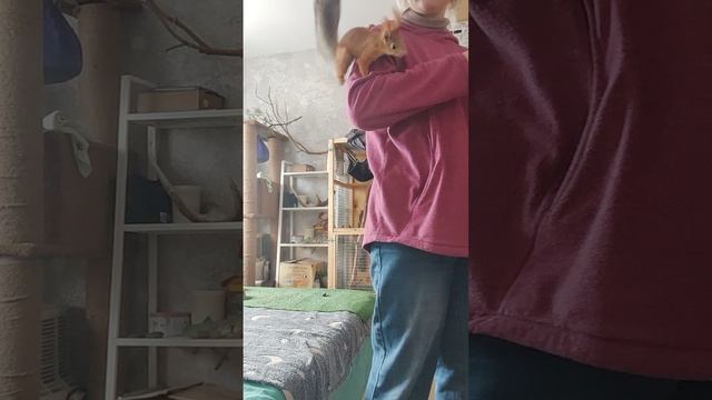 Беличьи забавы