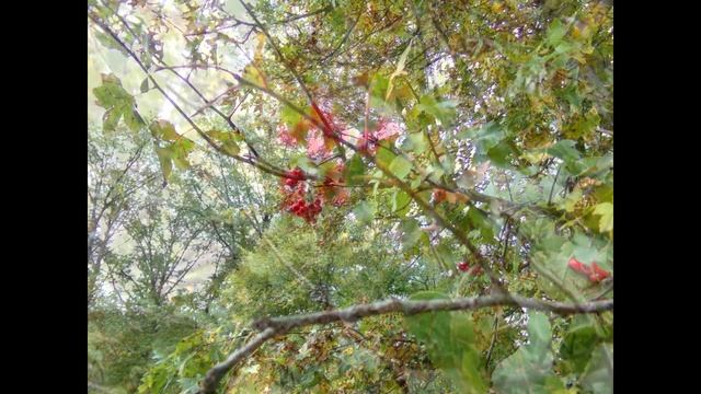 Hawthorn Tree. Legends, and Folklore
