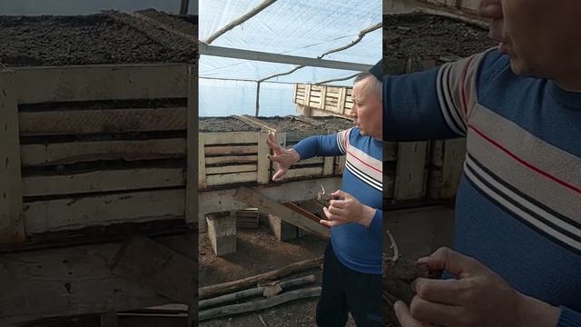 Алишер павловния + Берёза.
