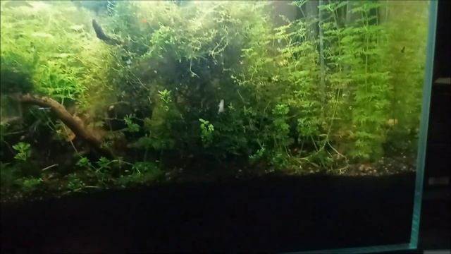 Coś nowego i świeżego oraz ogólna aktualizacja + Bonus.