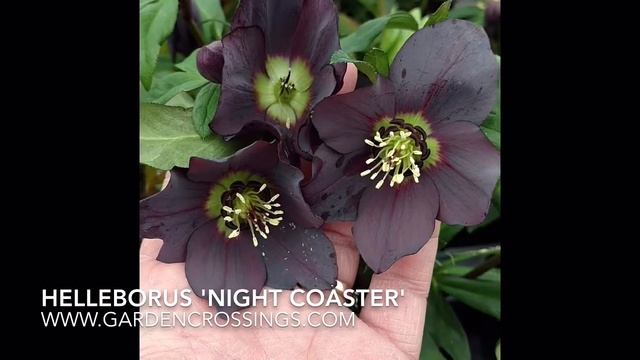 Hellebores 'Night Coaster'