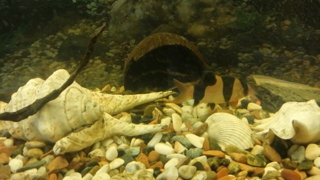 БОЦИЯ КЛОУН 🤡🐠
