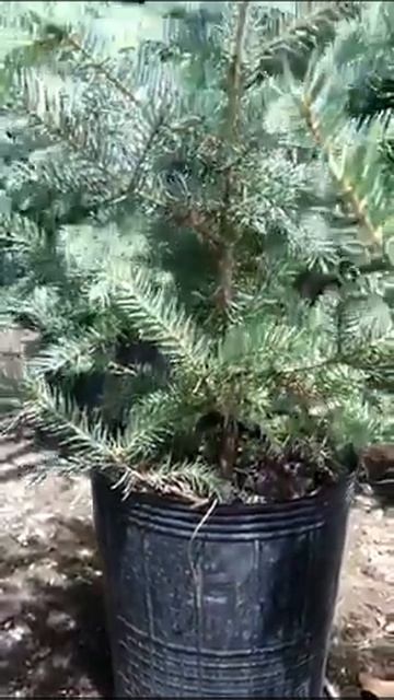 ABETO NAVIDAD PICEA GLAUCA