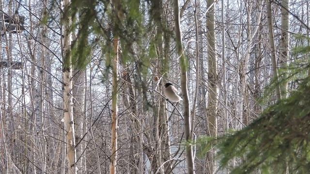 "У нас гость-самка снегиря."(female bullfinch)