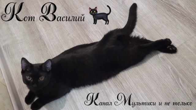 Звуки для релаксации, засыпания, сна, Медитации, Relax 1 час ⏰️ - Мурчание кота Василия 💎💎💎🙂🐱