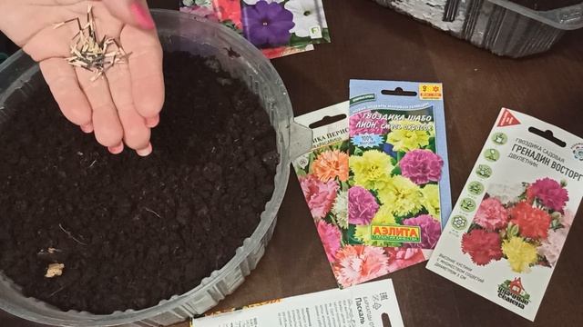 В ФЕВРАЛЕ СЕЕМ  НА РАССАДУ 🌸🌺🌻🌹🌷🌼💐 ЦВЕТЫ: ПЕТУНИИ, ГВОЗДИКИ, БАРХАТЦЫ.