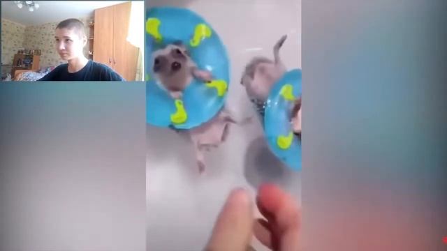 РЭАКЦИЯ НА МЕМЧЯУКИ И ПРЕКОЛЫ!!!!11! С ВЭБКАЙ ЗЛОДИКАН РЖЕТ И ПЕРДИТ!!!!111!