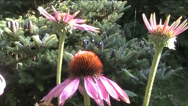 Sunshine and Echinacea