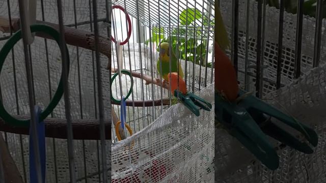 Попугай, Попугайчик, Яша, Волнистый попугай, Волнистый попугайчик Parrot, Parakeet,Yasha, Budgeriga