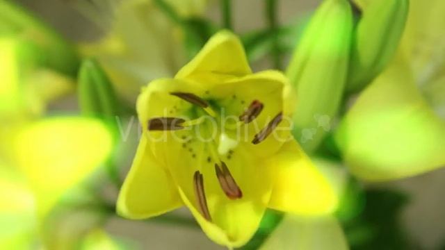 Wonderful World Shining Background Yellow Lily Flower Opening Its Blossom Time Lapse