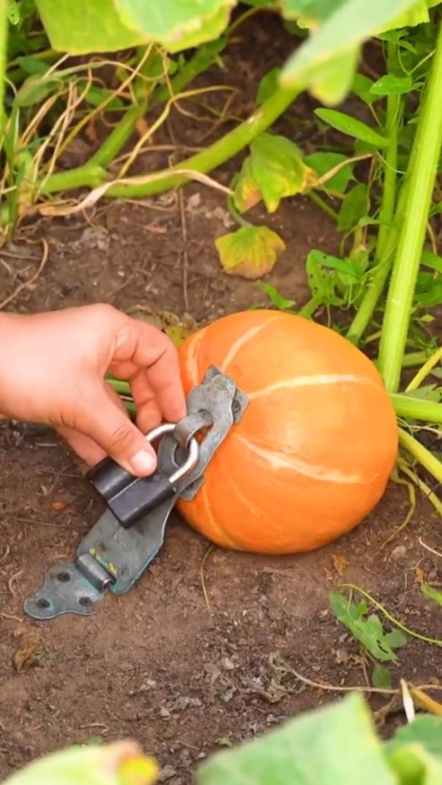 🍉Садовые хитрости для получения большого урожая!😋 #shorts #garden #советы
