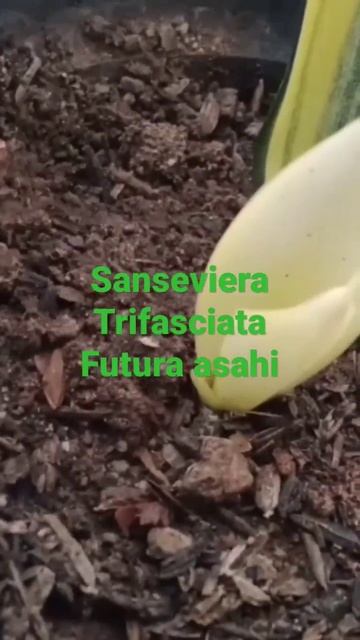 Snake Plant cutting leave Propagation : Variegated Sansevieria trifasciata golden asahi