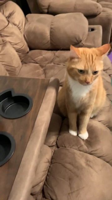 My cat is sniffing macadamia nuts