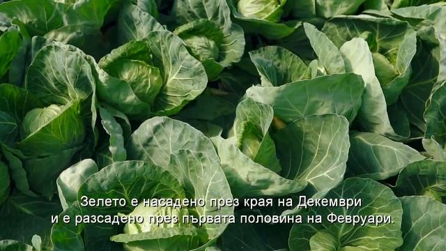 Ранини (Ranini F1) -  много ранно зеле