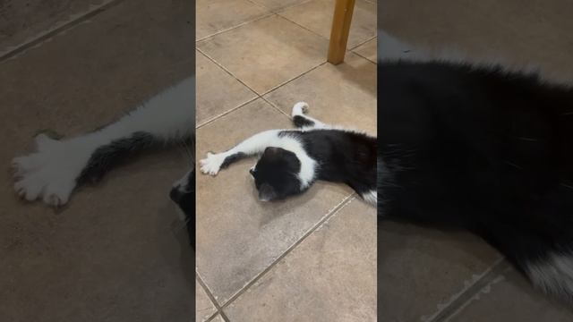 Котенок  в добрые руки!  Г. Уфа молодой