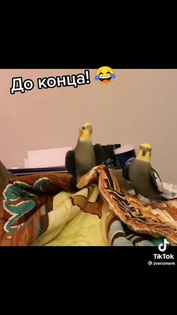 смешное видео