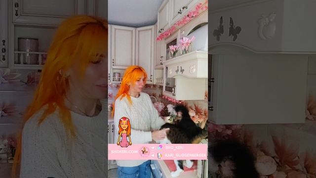 Из жизни 23: как в нашей большой кото семье появился ласкушка Лакки