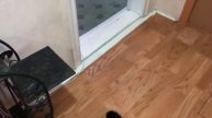 кот Миша, играет с бубенчиком