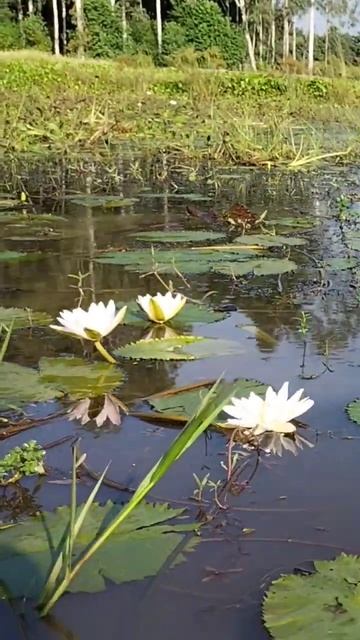 water Lily